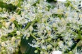Flowers of hydrangea.Hydrangea petiole in garden.Blooming of Hydrangea petiolaris Royalty Free Stock Photo