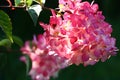 Hydrangea inflorescence.