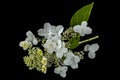 Flowers of hydrangea, isolated on black background