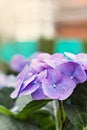 Flowers of hydrangea violet close-up.