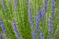 Flowers of Hyssopus officinalis