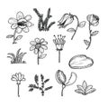 Flowers icons set, vector illustration