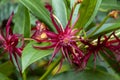 Flowers of a illicium floridanum or purple anise in garden