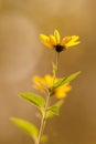 Flowers illuminated by sunset with blurred backround Royalty Free Stock Photo