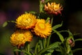 Flowers of immortelle Royalty Free Stock Photo