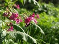 Flowers of Impatiens glandulifera flowers in natural background