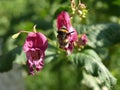 Flowers of Impatiens glandulifera flowers in natural background