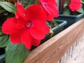 Flowers of Impatiens Walleriana grow in a pot by the restaurant window. Royalty Free Stock Photo