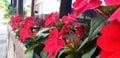 Flowers of Impatiens Walleriana grow in a pot by the restaurant window. Royalty Free Stock Photo