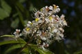 Flowers of an Indian horse chestnut tree