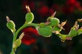 Flowers,Indian shot. Royalty Free Stock Photo