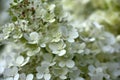 Flower abundance of a hydrangea. Royalty Free Stock Photo