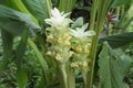 Fresh white Turmeric or Curcumin flowers in the garden.