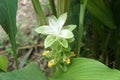 Fresh white Turmeric or Curcumin flowers in the garden.