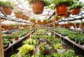 Flowers inside a garden center greenhouse, wide angle photo. Royalty Free Stock Photo