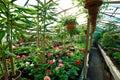 Flowers inside a garden center greenhouse Royalty Free Stock Photo