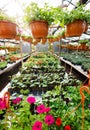 Flowers inside a garden center greenhouse, wide angle photo. Royalty Free Stock Photo
