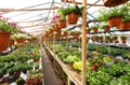 Flowers inside a garden center greenhouse, wide angle photo. Royalty Free Stock Photo