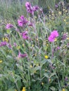 Flowers inside a green summer field