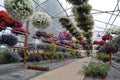 Flowers inside Greenhouse Nursery Royalty Free Stock Photo