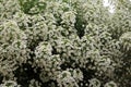 Flowers inside Greenhouse Nursery Royalty Free Stock Photo