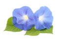 Flowers ipomoea blue with leaves