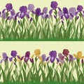 Flowers iris and butterflies, seamless Royalty Free Stock Photo