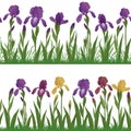 Flowers iris and grass, set seamless Royalty Free Stock Photo