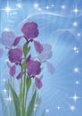 Flowers iris for holiday design