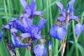 Flowers of Iris japonica. Green leaves of iris japonica in spring. Blue flowers of Iris in summer time