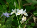 Iris japonica thunb flowers