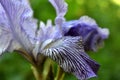 Japanese Iris flowers Royalty Free Stock Photo