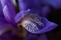 Flowers irises