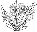 Flowers Irises black line on a white background. Coloring for adults. Royalty Free Stock Photo