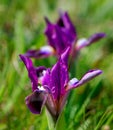 Flowers irises Royalty Free Stock Photo