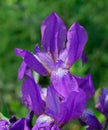 Flowers irises Royalty Free Stock Photo