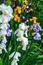 Flowers irises Royalty Free Stock Photo