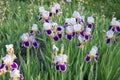 Flowers irises in the garden Royalty Free Stock Photo