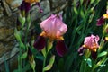 flowers irises in the park
