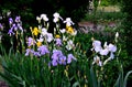 Flowers Irises several flowers grow in the shade of the bushes.