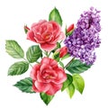 Flowers on an isolated background, botanical illustration, roses, lilac and leaves watercolor painting