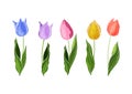 Flowers isolated on background. Vector. Hand drawn vector colorful tulips set. Royalty Free Stock Photo