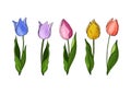 Flowers isolated on background. Vector. Hand drawn vector colorful tulips set. Royalty Free Stock Photo