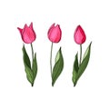 Hand drawn vector colorful tulips set. Flowers isolated on background. Vector Royalty Free Stock Photo