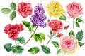 Flowers on an isolated background, watercolor botanical illustration, roses, lilac and leaves hand-drawn Royalty Free Stock Photo