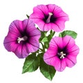 Pink petunia funnel shaped flowers with fused petals dark veining Petunia x hybrida Royalty Free Stock Photo