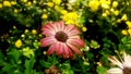 Flowers of Israel in the rays of the rising sun. The beauty of colors and light.