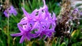 Flowers of Israel in the rays of the rising sun. Shrub plant Karissa.