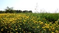 Flowers of Israel. They are a reflection of the human soul.