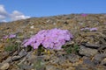 Flowers of Ivvavik National Park